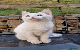 Mixed Breed cats for sale: 3 lovely kittens  - Image 3
