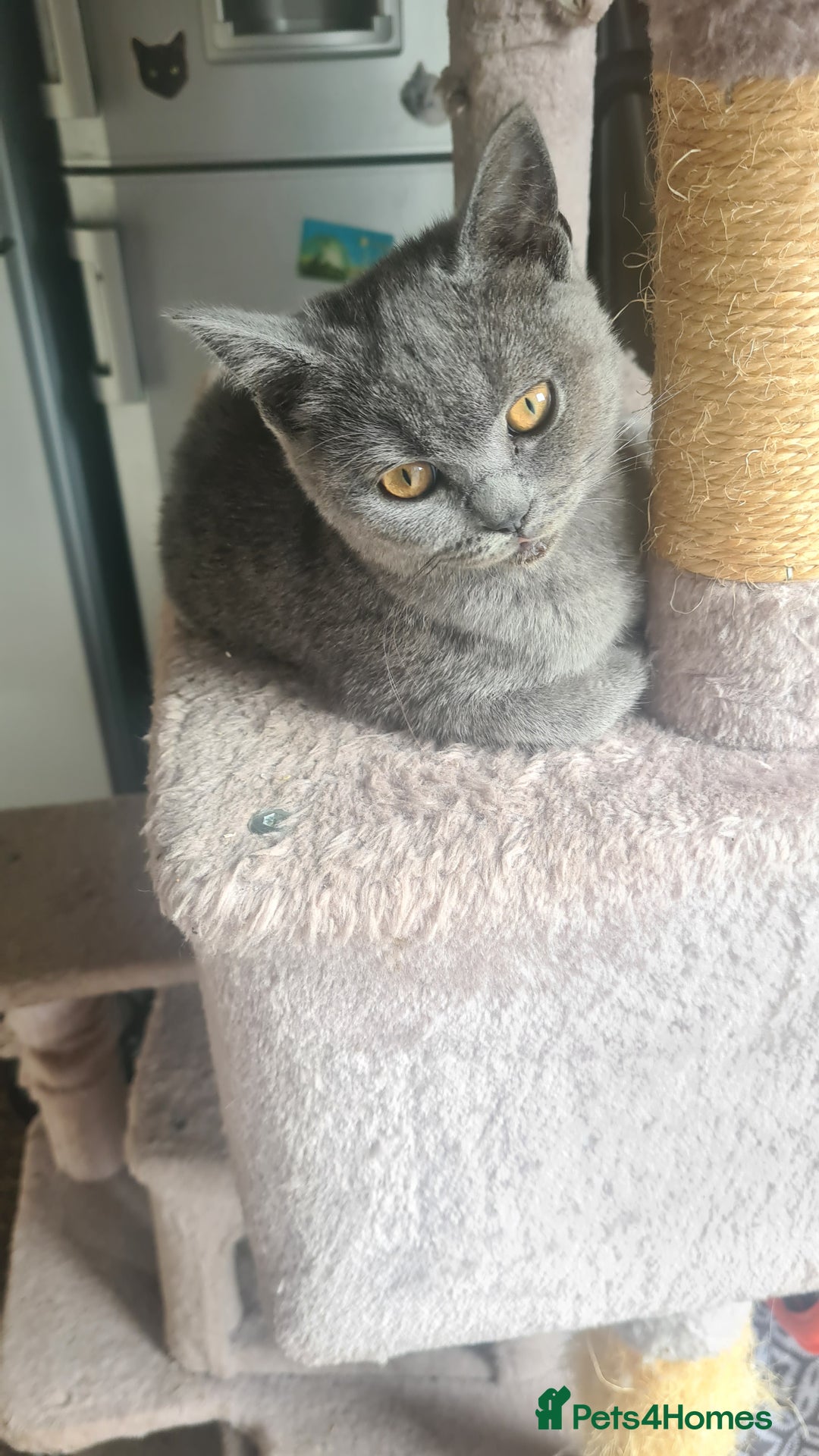 Scottish Fold cats for sale: Scotish kittens  - Image 21