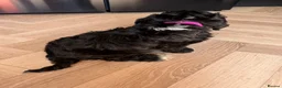 Cockapoo dogs for sale: F1 Cockapoo Pups  - Advert 11