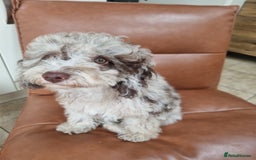 Toy Poodle dogs for sale: Stunning chocolate merle toy poodle girl! 16 weeks - Image 17