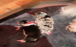 Australian Shepherd dogs for sale: Exceptional Australian Shepherd Puppies - Image 11