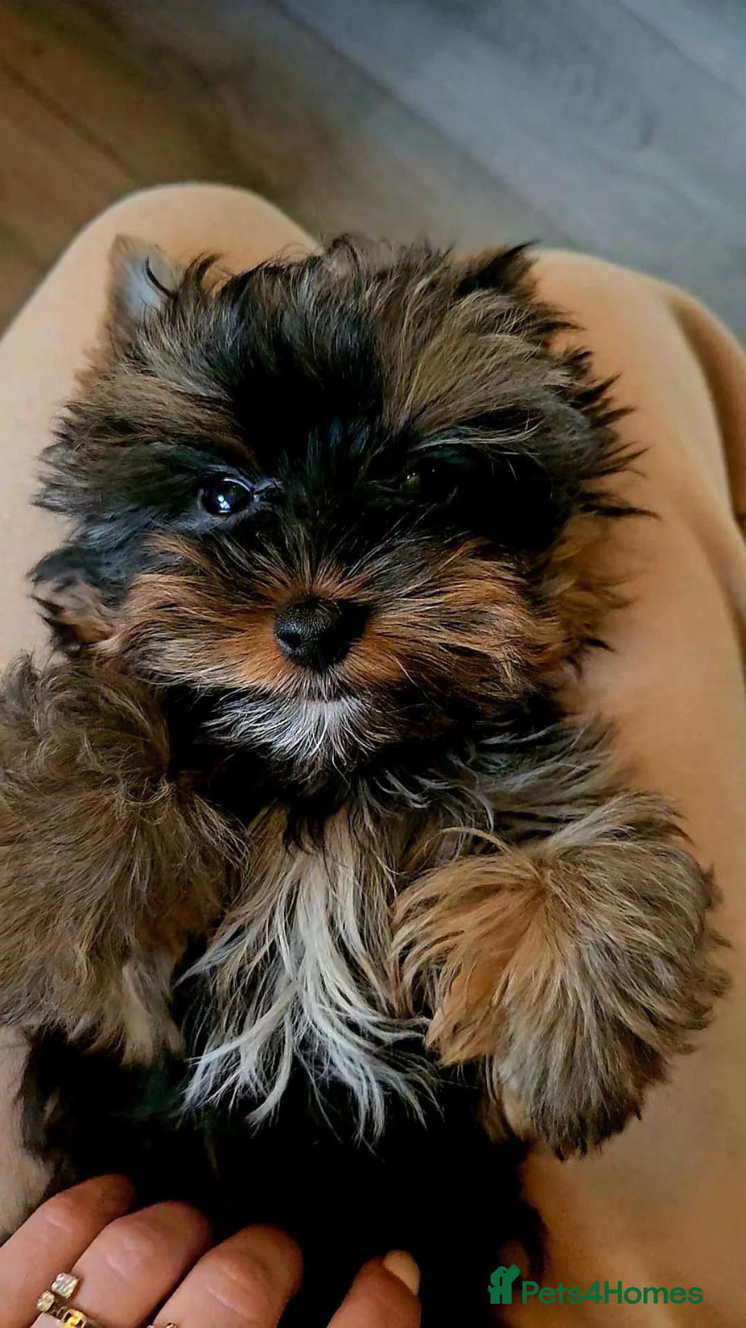 Yorkshire Terrier dogs for sale: Beautiful little Girl 💕Tiny Yorkshire Terrier  - Advert 1
