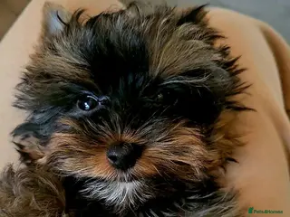 Yorkshire Terrier dogs Beautiful little Girl 💕Tiny Yorkshire Terrier - Advert 4