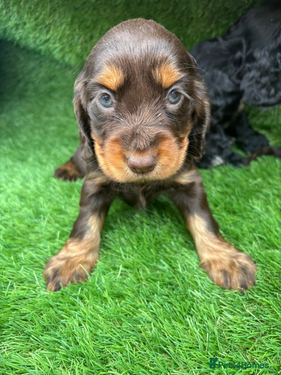 Cocker Spaniel dogs for sale: KC DNA SHOW TYPE COCKER SPANIEL!!  - Image 15