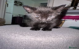 Mixed Breed cats for sale: 🐾 Beautiful Black & Tuxedo Kittens - Advert 7