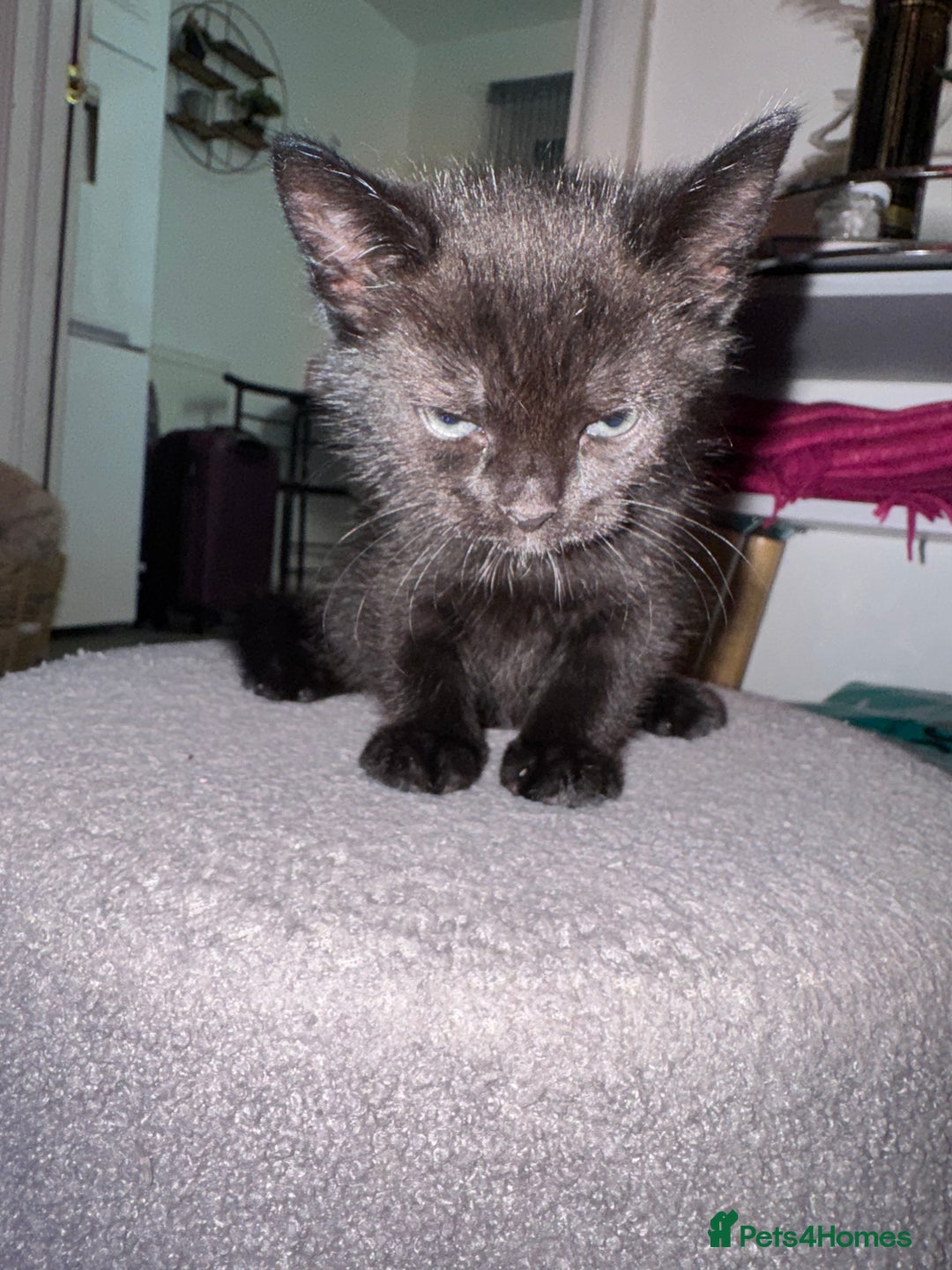 Mixed Breed cats for sale: 🐾 Beautiful Black & Tuxedo Kittens - Advert 7