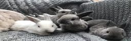 Rex rabbits for sale: Beautiful Purebreed Velvet Mini Rex rabbits - Advert 1