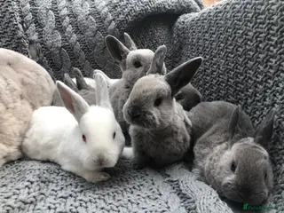 Rex rabbits for sale: Beautiful Purebreed Velvet Mini Rex rabbits - Advert 2