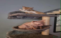 Sphynx cats for sale: Canadian Sphynx  - Image 3
