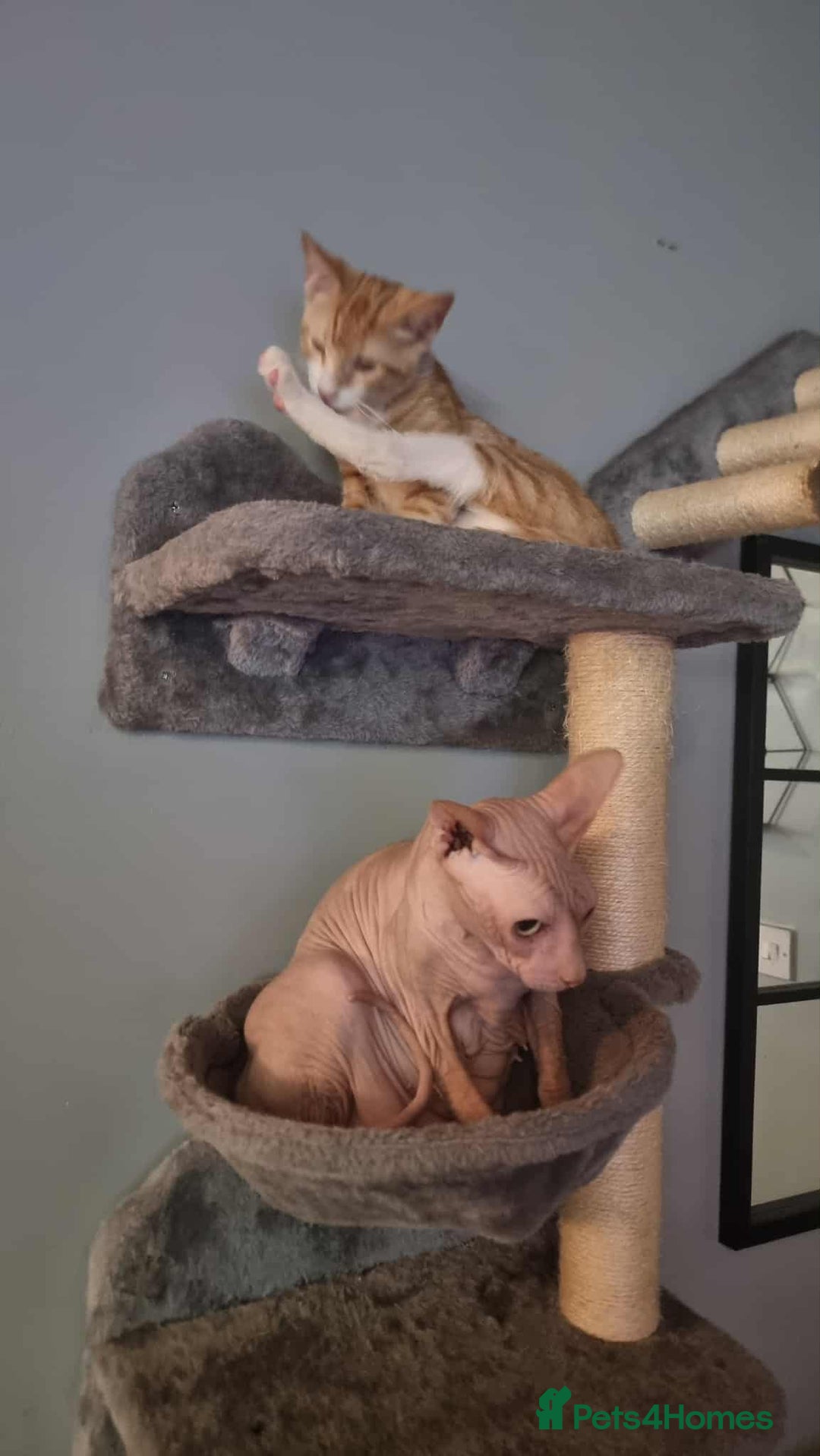 Sphynx cats for sale: Canadian Sphynx  - Image 3