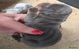 Miniature Dachshund dogs for sale: Miniature smooth dachshund  - Image 4