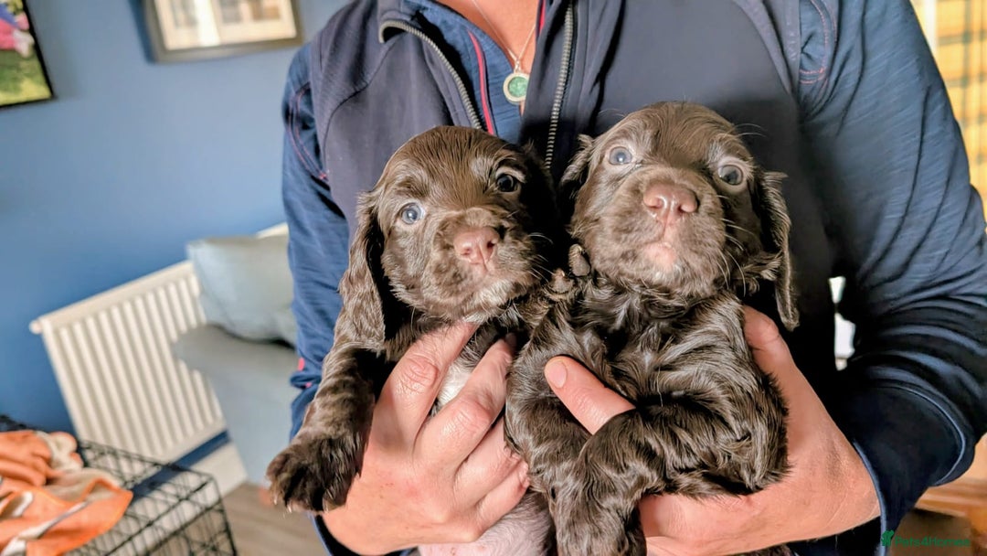 Cocker Spaniel dogs for sale: Lovely litter of working cocker spaniels  - Image 5