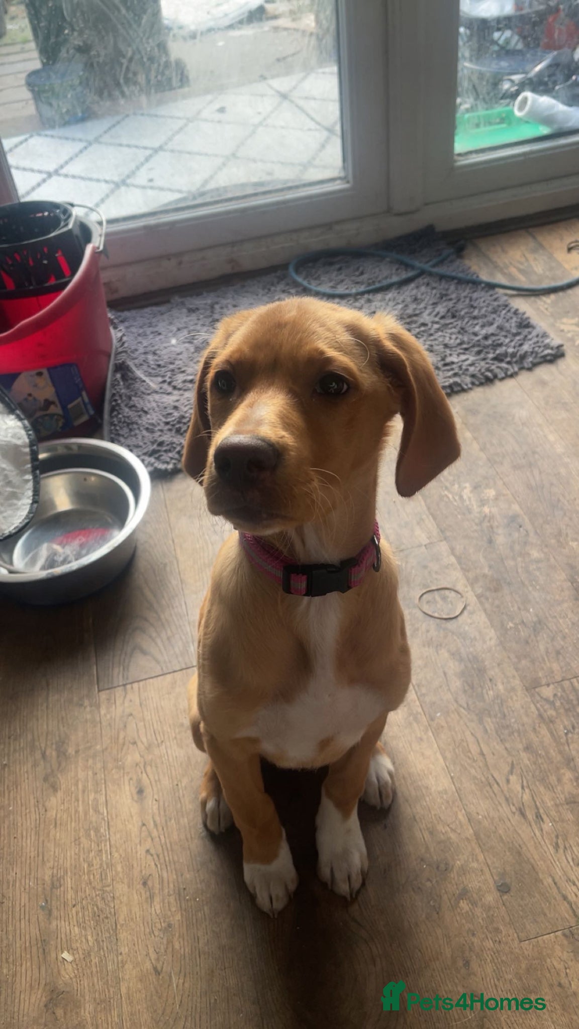 Mixed Breed dogs fox red lab crossed with pointer - Advert 3