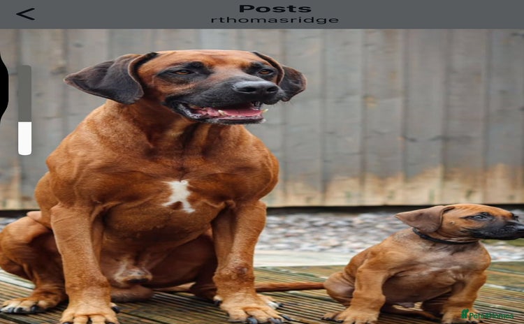 Rhodesian Ridgeback dogs - Advert 1