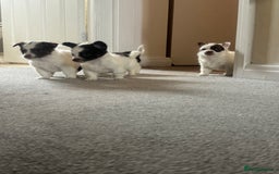 Mixed Breed dogs for sale: Miniature chihuahua X Jack russell puppies  - Image 3