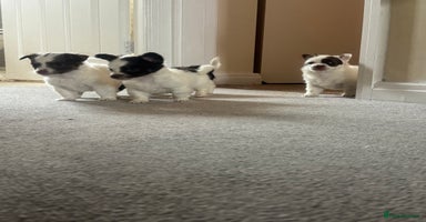 Mixed Breed dogs - Advert 6