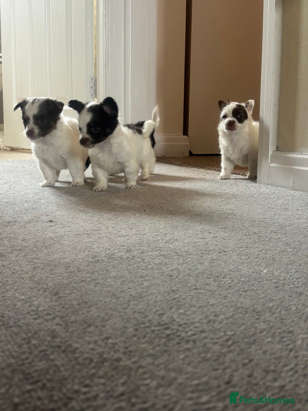 Mixed Breed dogs for sale: Miniature chihuahua X Jack russell puppies  - Image 3