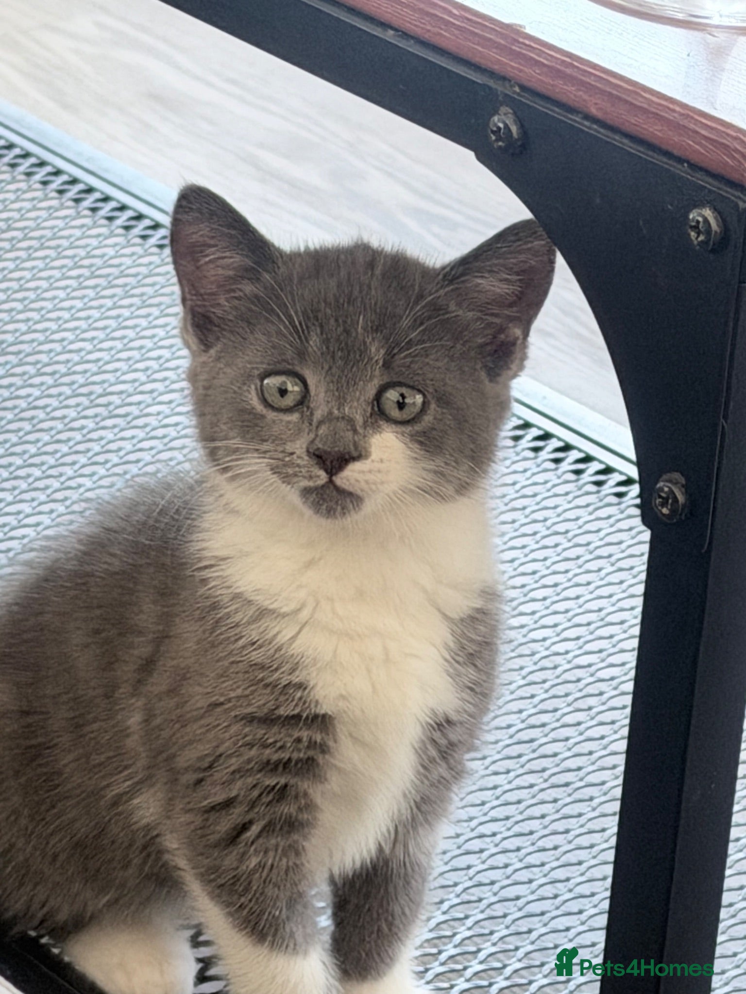 Mixed Breed cats A beautiful kitten looking for her forever home! - Advert 10