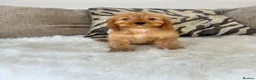 Cockapoo dogs for sale: F1 golden cockapoo puppies  - Advert 11