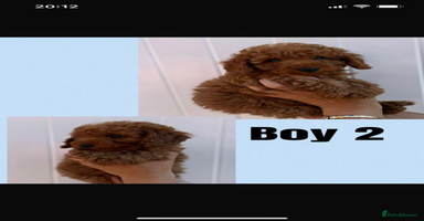 Cockapoo dogs - Advert 15