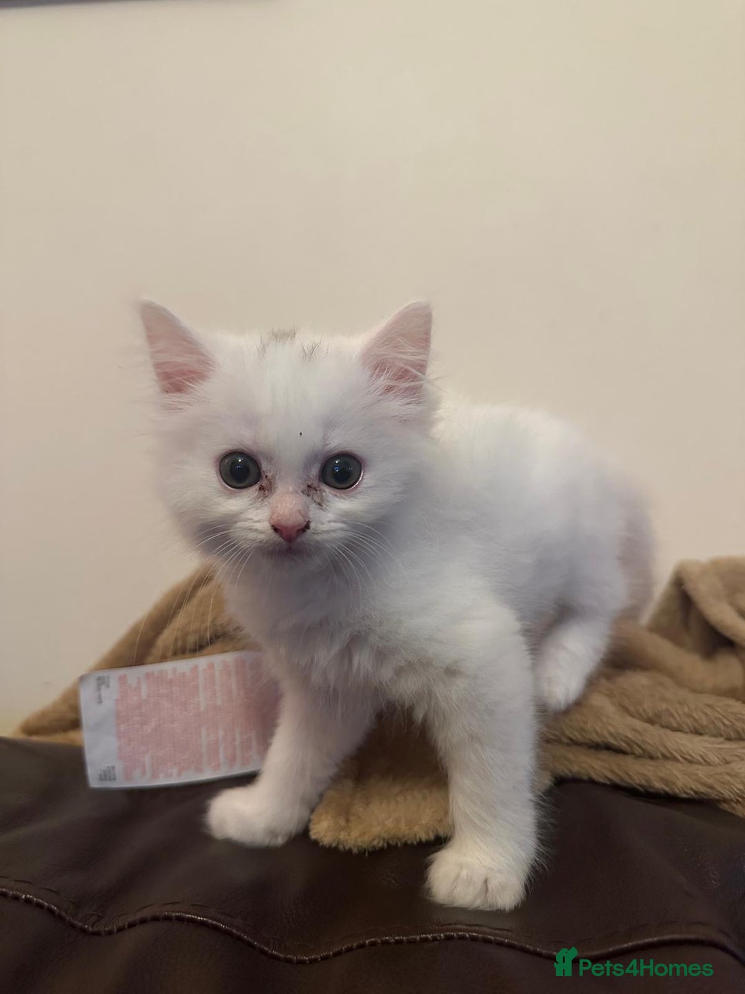 Persian cats for sale: Adorable kittens for sale  - Image 4