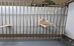 Canaries birds for sale: Mosaic canaries available  - Image 6