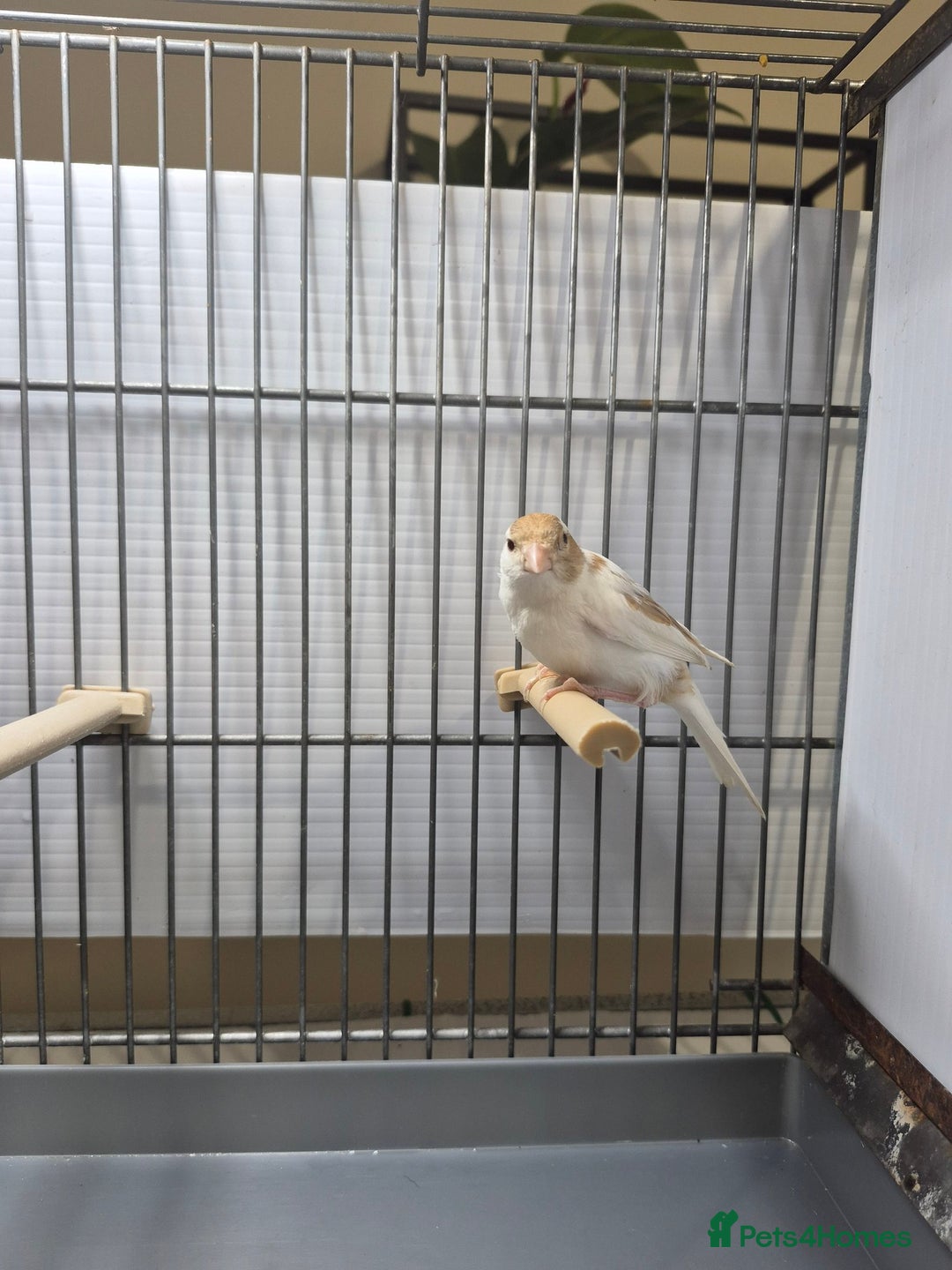 Canaries birds for sale: Mosaic canaries available  - Image 6