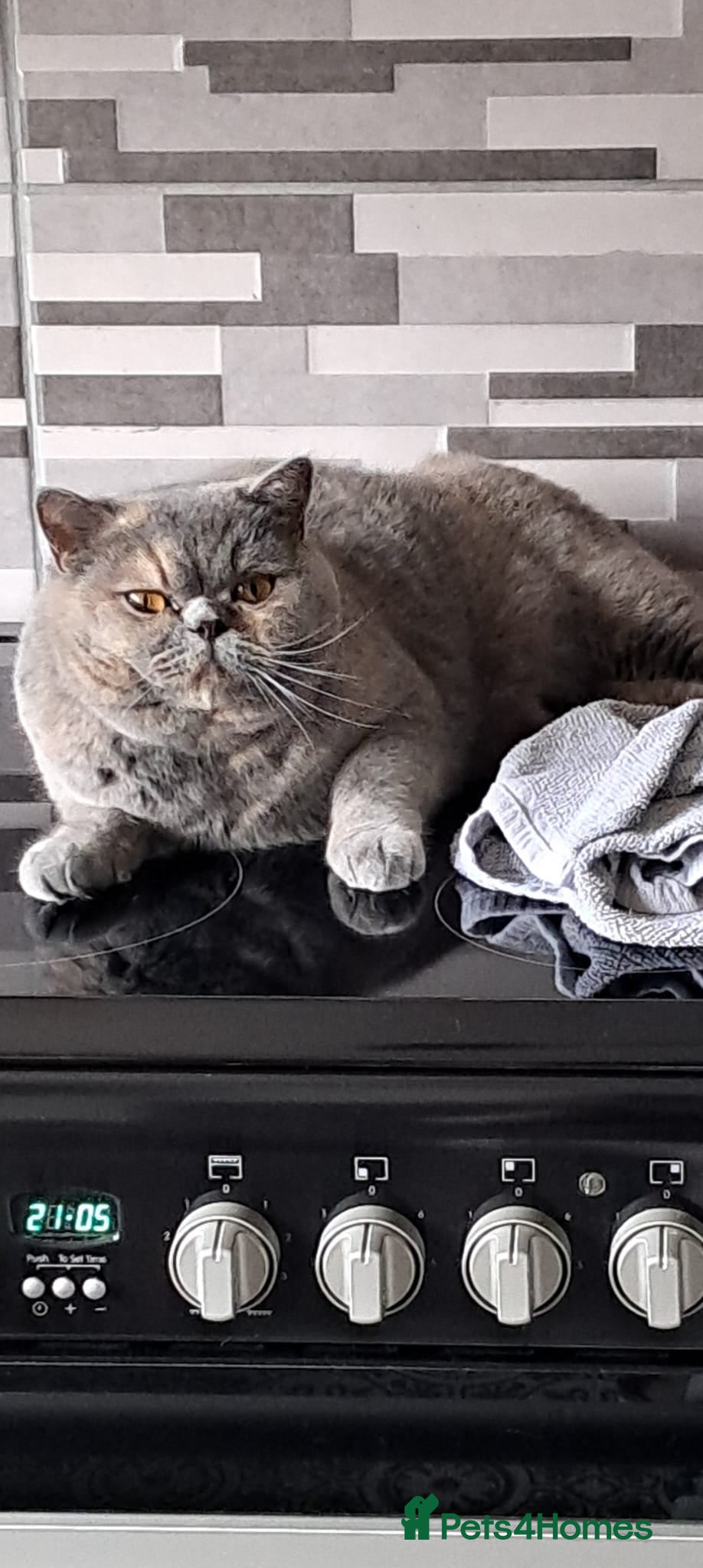 British Shorthair cats 3 year old female British shorthair  - Advert 1