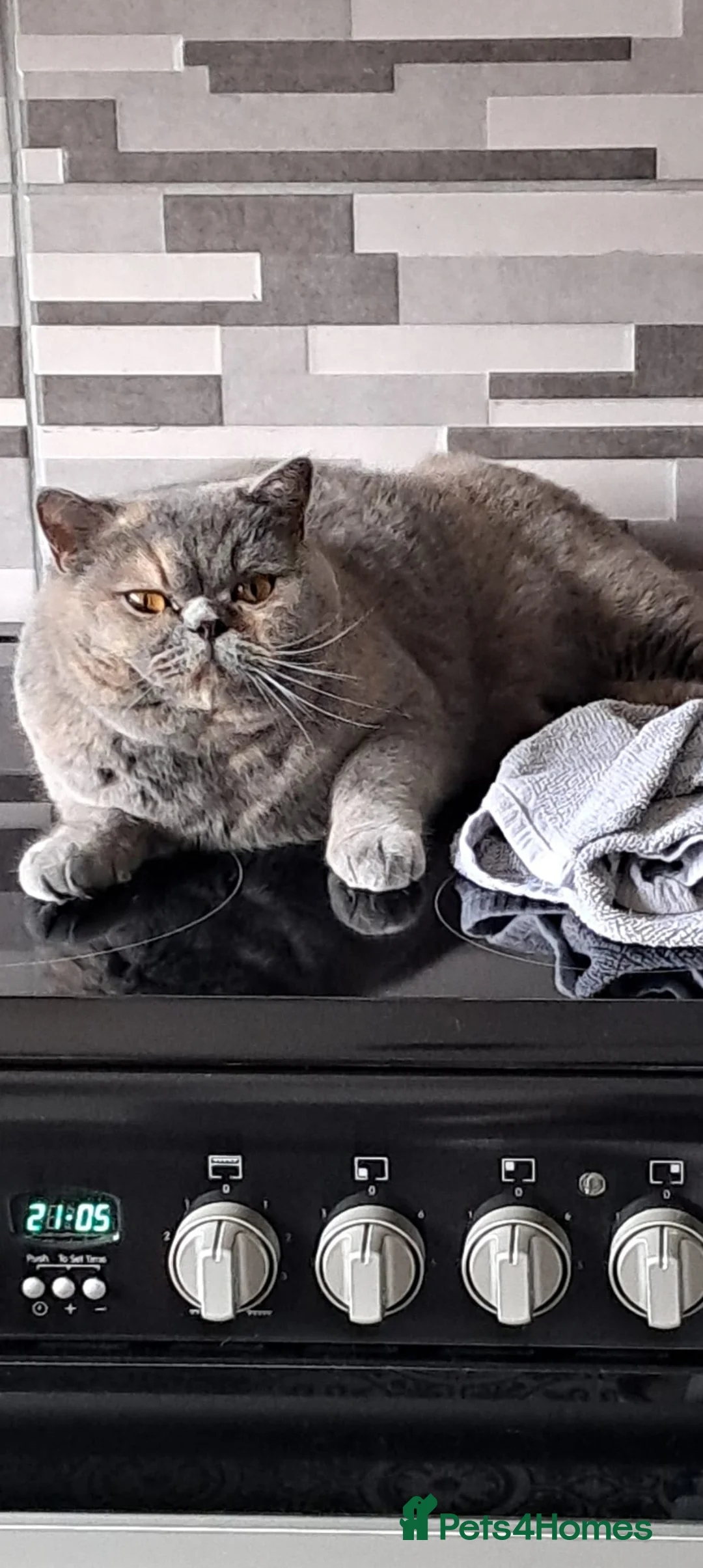 British Shorthair cats for sale: 3 year old female British shorthair  - Advert 1