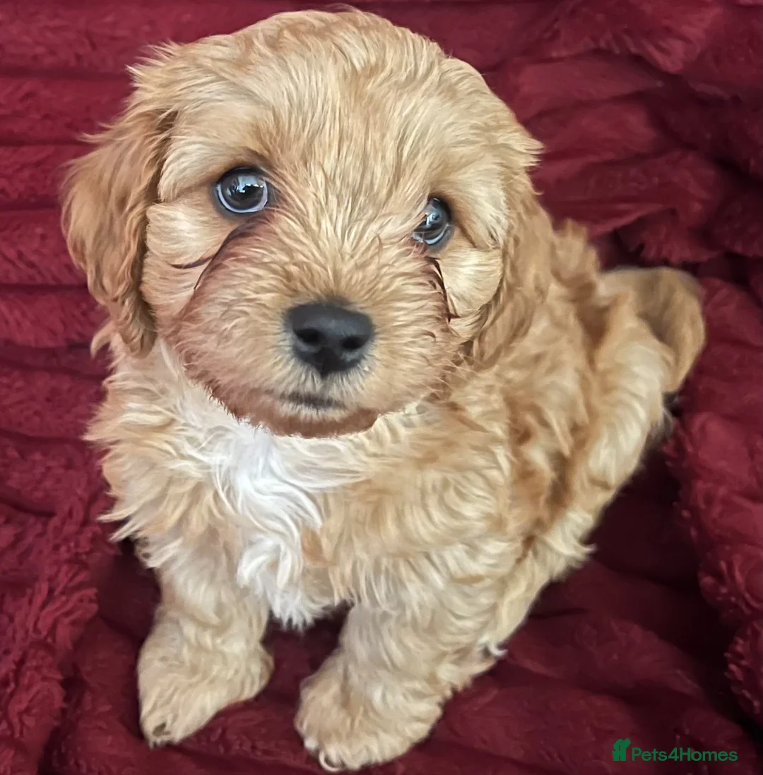 Cavapoo dogs for sale: Fluffy Toy Cavapoos for sale - Advert 2