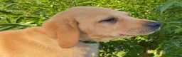 Labrador Retriever dogs for sale: KC Registered Labrador Retriever puppies  - Advert 18