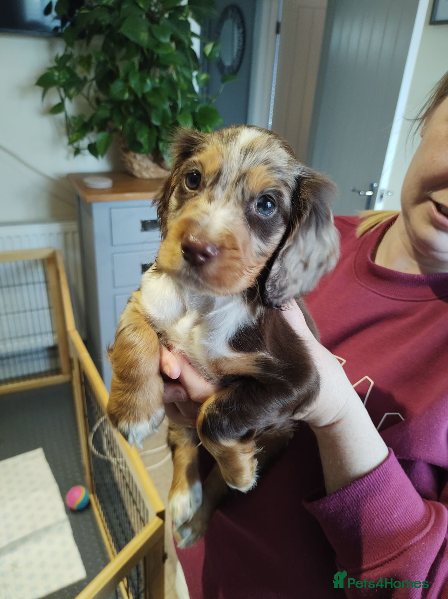 Cocker Spaniel dogs Cocker spaniel  - Advert 1