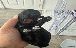 Mixed Breed dogs for sale: Baby girl available  - Advert 2