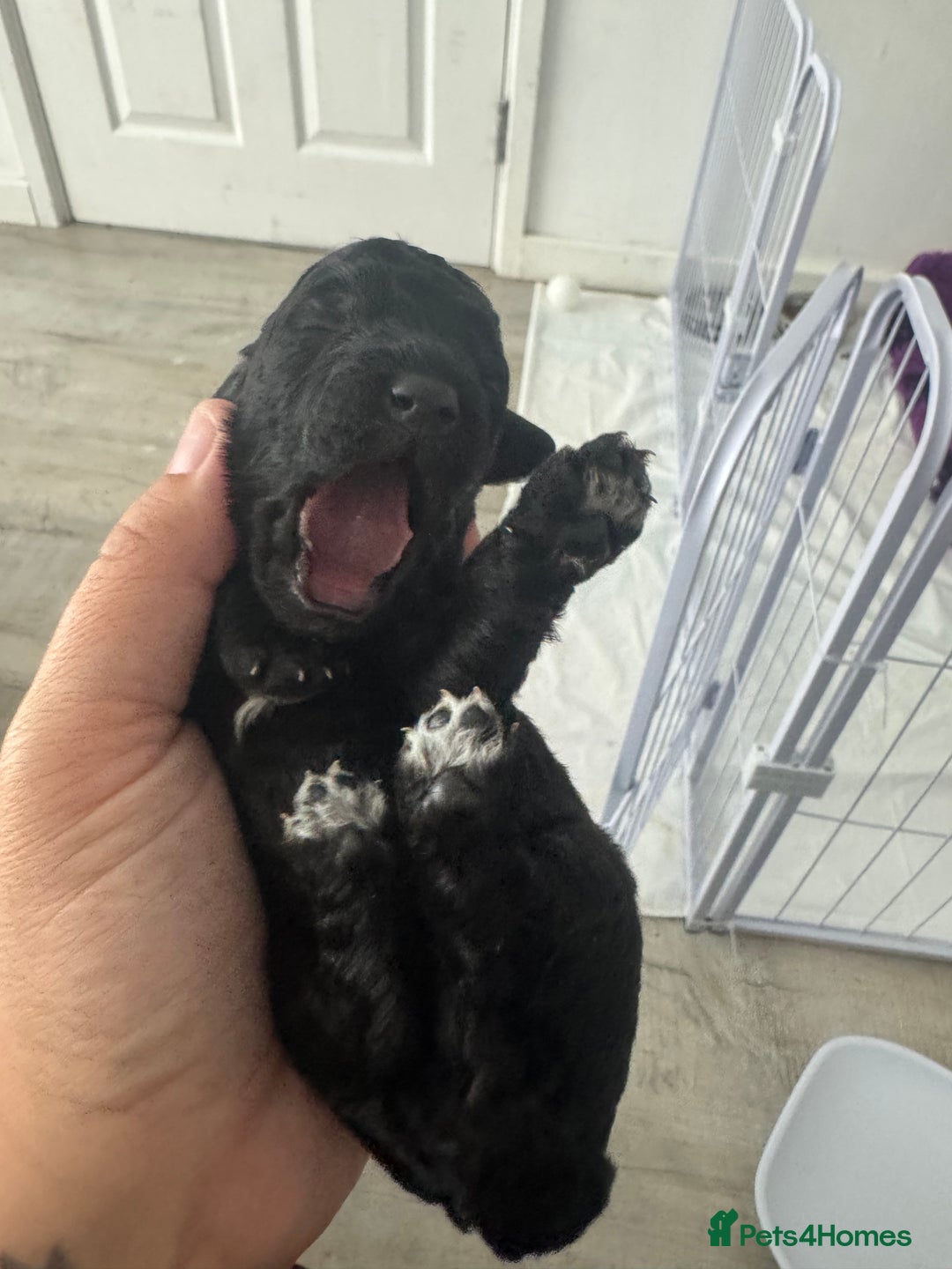 Mixed Breed dogs for sale: Baby girl available  - Advert 2