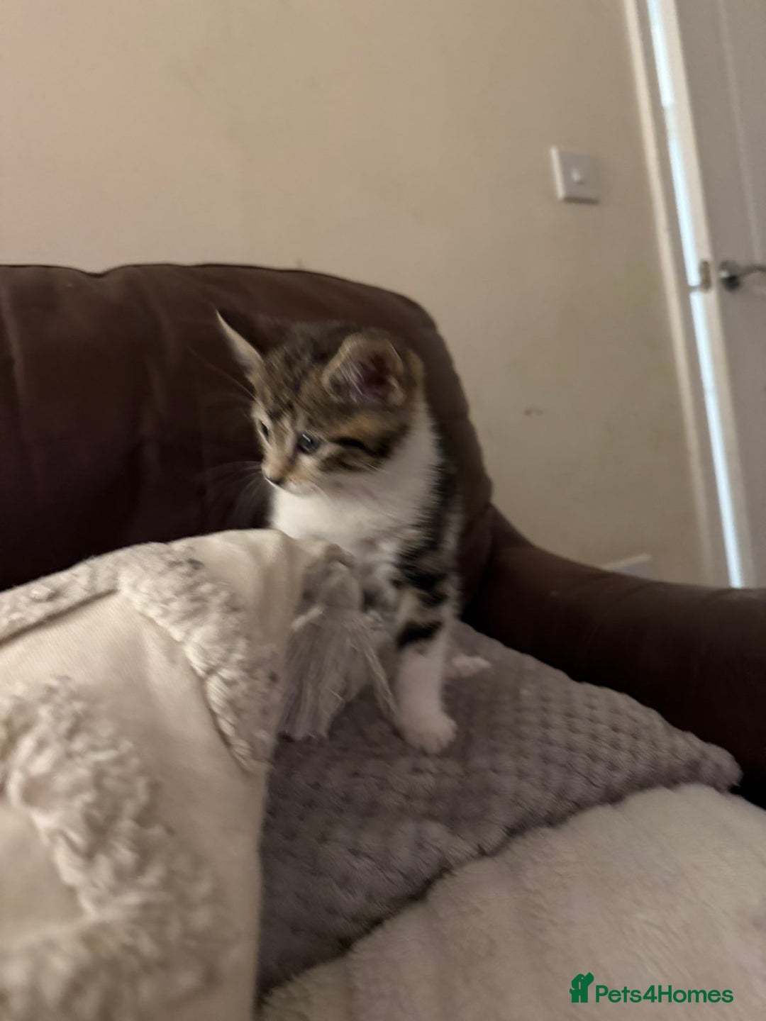 Mixed Breed cats for sale: fluff ball in search for his forever home! - Advert 7