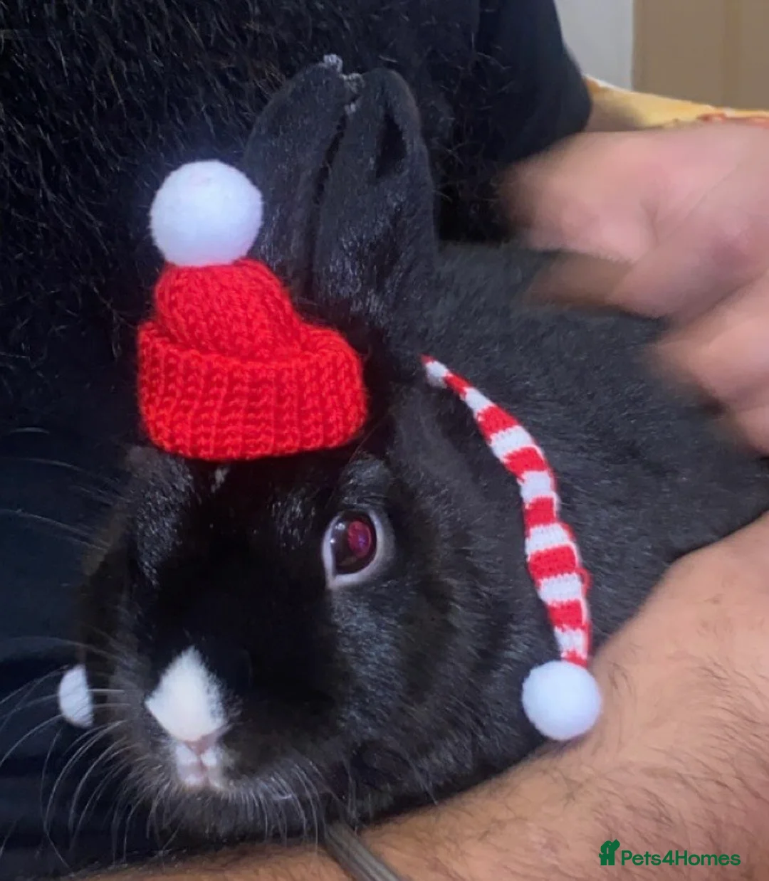 Mixed Breed rabbits for sale: Bunny couple looking for a forever home. - Advert 6