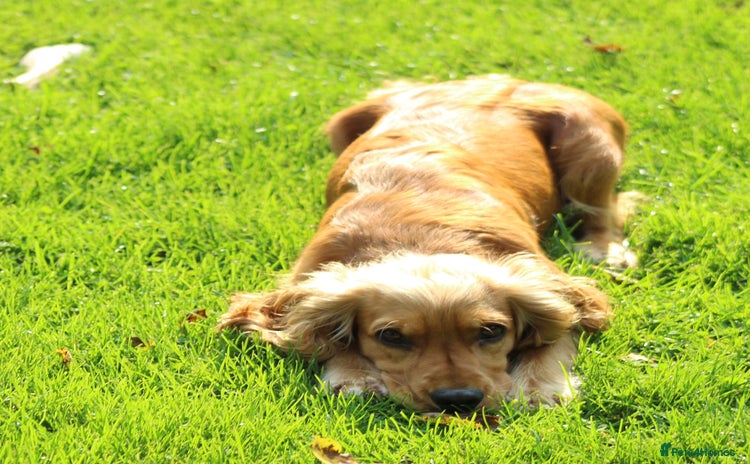 Cocker Spaniel dogs - Advert 8