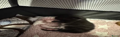 Domestic Shorthair 1