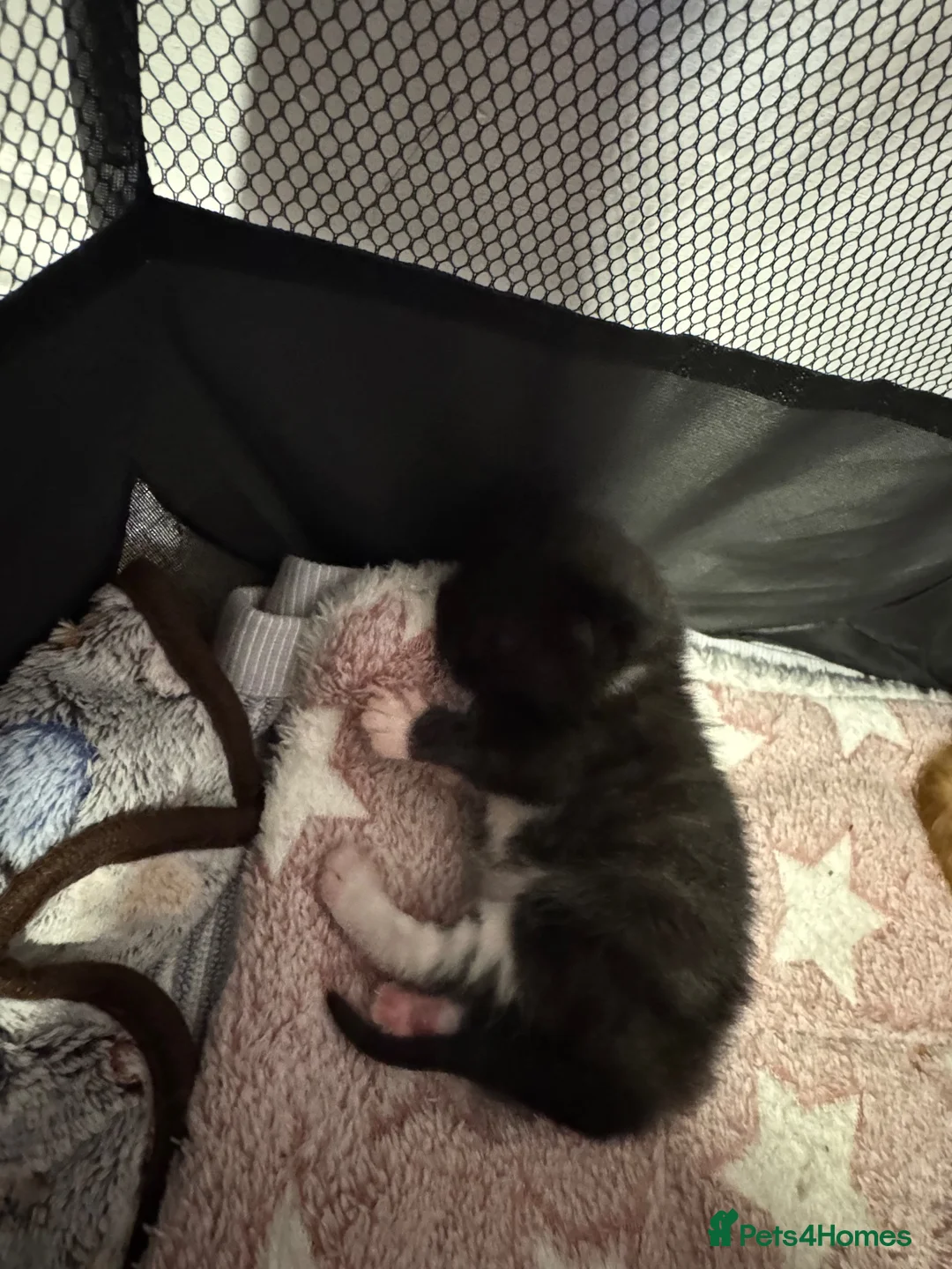 Domestic Shorthair cats for sale: 3  beautiful kittens  - Advert 2