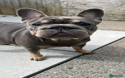 French Bulldog dogs for sale: Beautiful French bulls  - Image 24