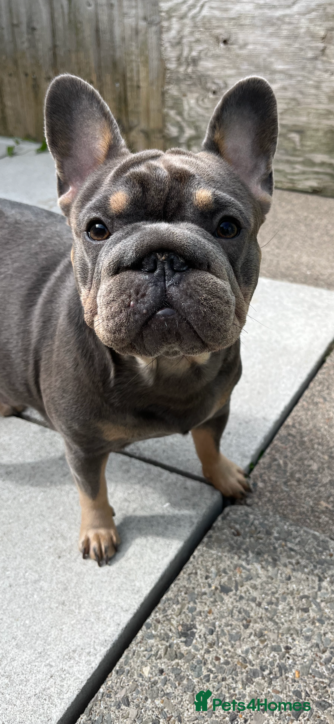 French Bulldog dogs for sale: Beautiful French bulls  - Image 24