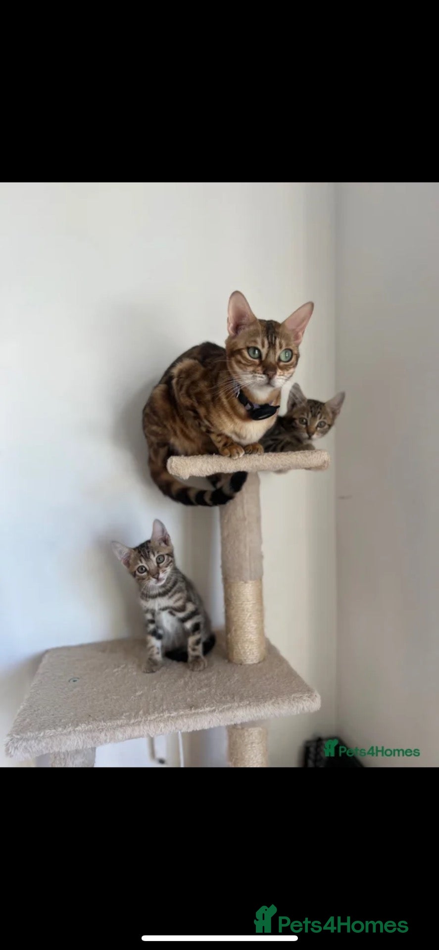 Bengal cats REDUCED Two Bengals READY for their forever homes  - Advert 11