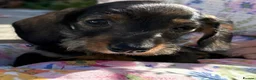 Miniature Dachshund dogs for sale: Boy and girl miniature wire haired dachshund  - Advert 8