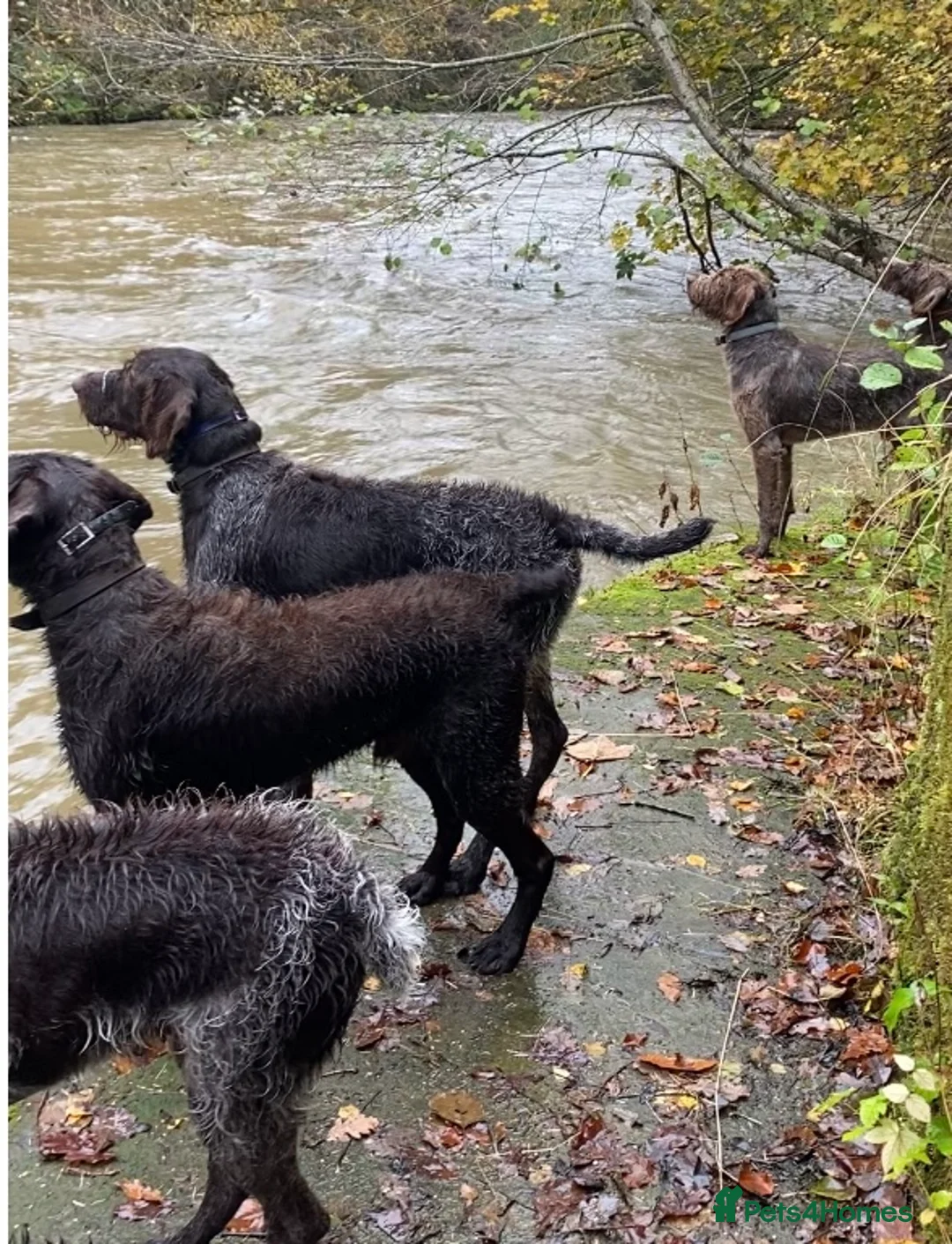 German Wirehaired Pointer dogs for stud: ORMANSTAR BRIGADIER OF HUNTSTAFF at stud - Advert 7