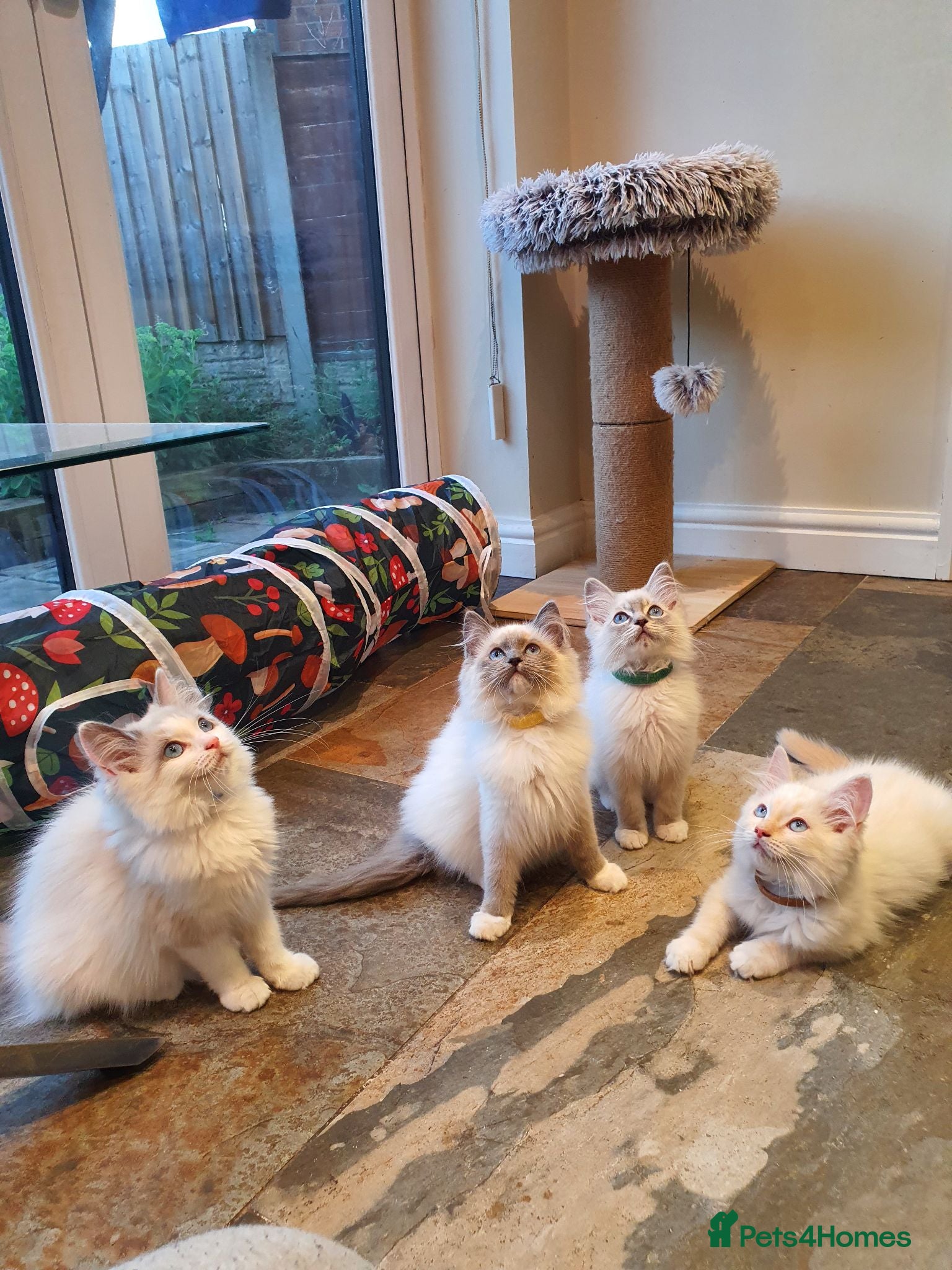 Ragdoll cats 💖Very Beautiful GCCF Registered Ragdoll Kittens. - Advert 1