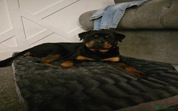 Rottweiler dogs for sale: 2 year old Rottie - Image 1