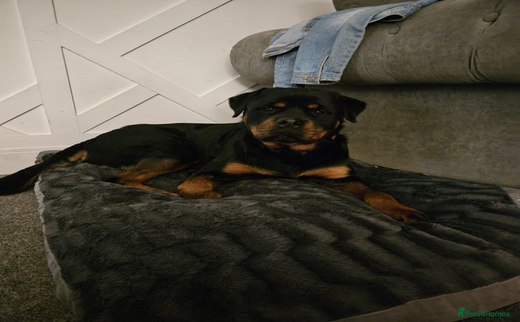 Rottweiler dogs - Advert 1