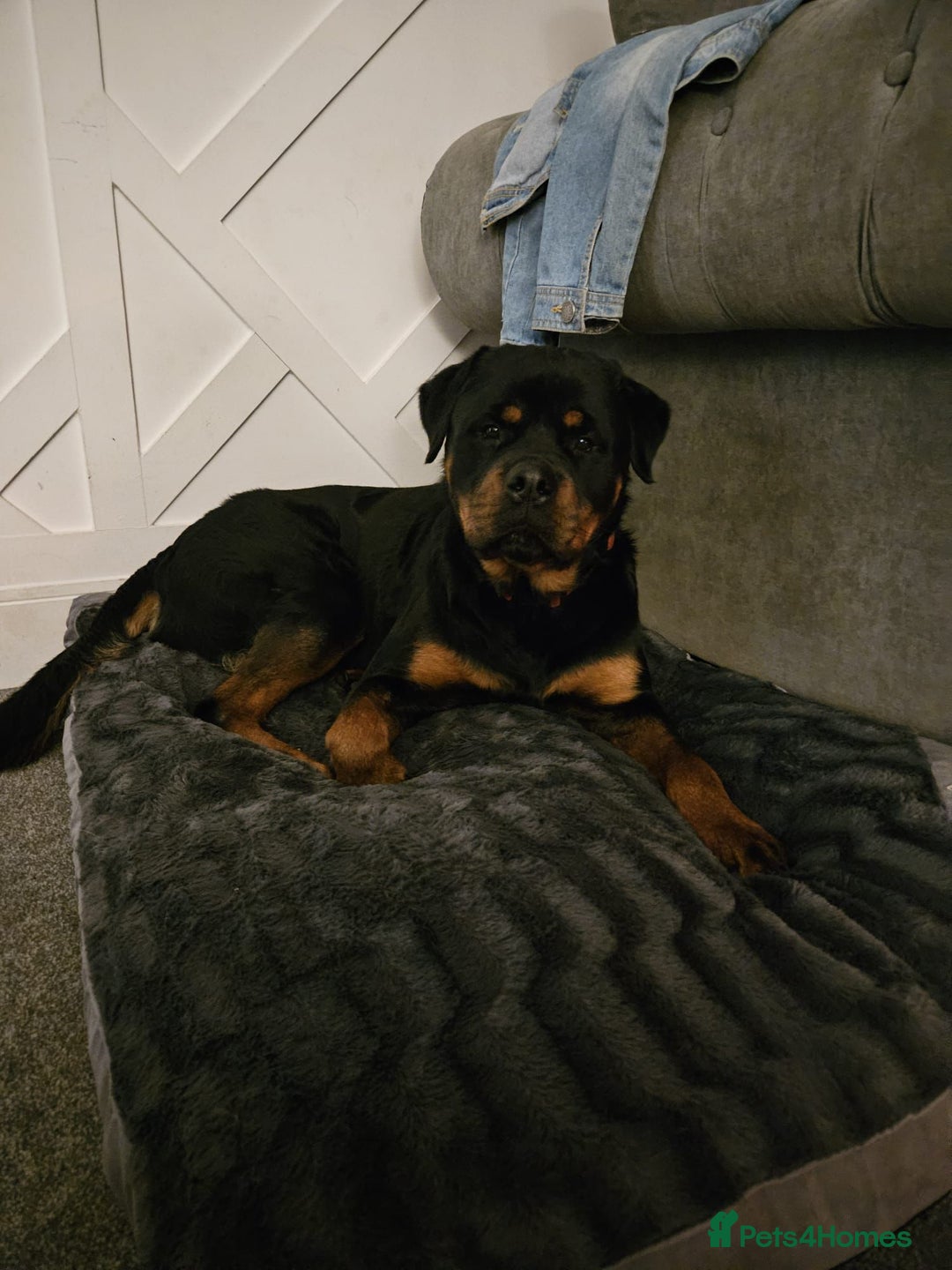 Rottweiler dogs for sale: 2 year old Rottie - Image 1