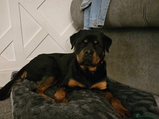 Rottweiler dogs - Advert 9