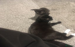 Domestic Shorthair cats for sale: 1 beautiful female  black kitten  - Image 5